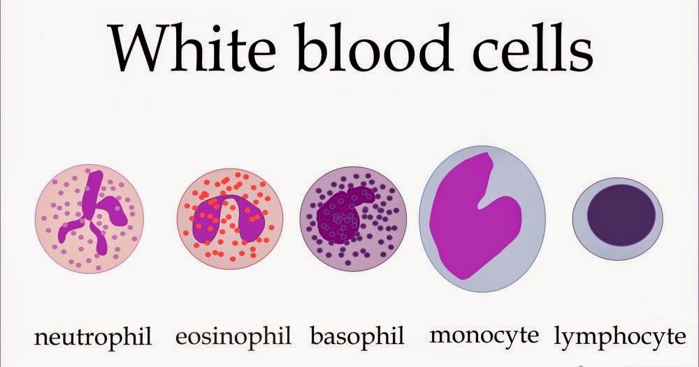 What causes an elevated white blood cell count?